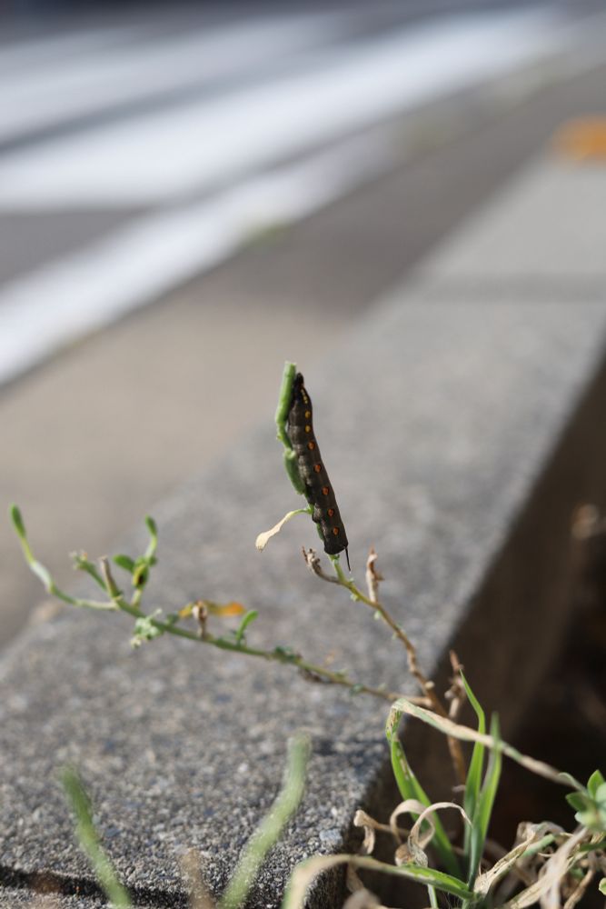 路肩沿いの雑草に掴まっている芋虫。芋虫よりも雑草の方が細いのに、まっすぐ掴まって風に揺れている。