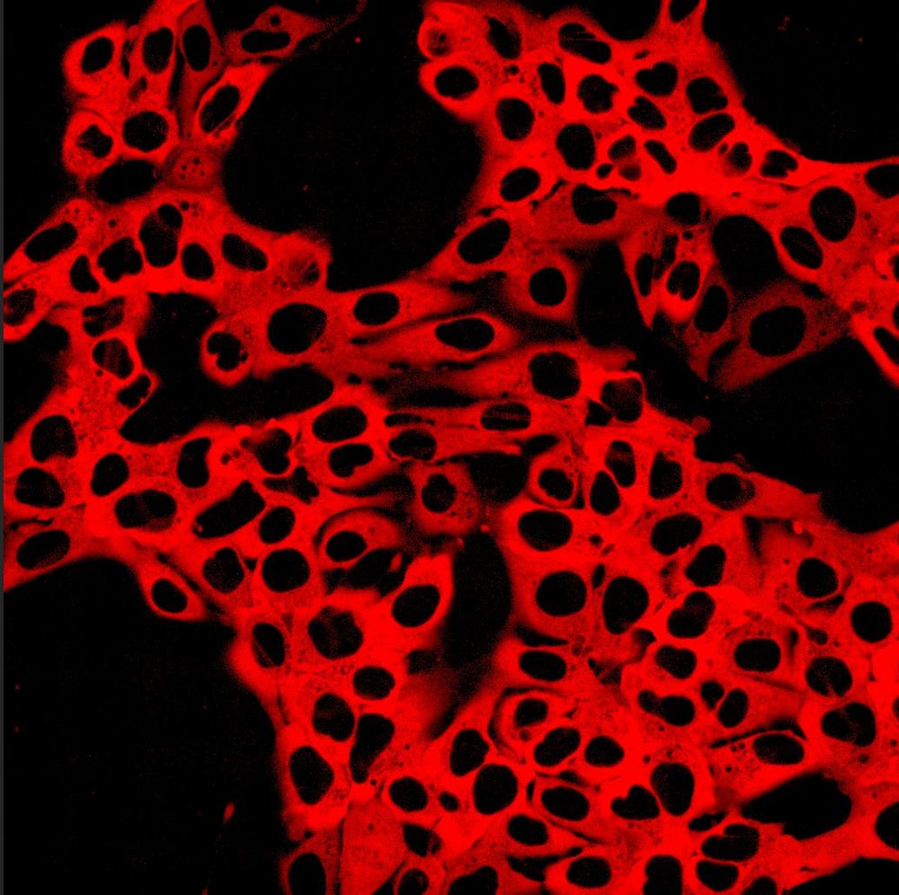 Genetically-modified hiPSCs expressing the genetically-encoded calcium indicator jRCaMP1b with a nuclear export signal (NES). This reporter is used to track calcium dynamics in live cells. It combines a red fluorescent protein with calmodulin and a calcium-binding domain, changing fluorescence intensity upon calcium binding. Its red-shifted emission is ideal for imaging in complex tissues or dual-color experiments, making it valuable for studying calcium-mediated processes.
A single copy of this reporter was integrated using the STRAIGHT-IN platform at the AAVS1 locus. See below!
https://doi.org/10.1016/j.crmeth.2022.100300
https://doi.org/10.1101/2024.10.17.616637
