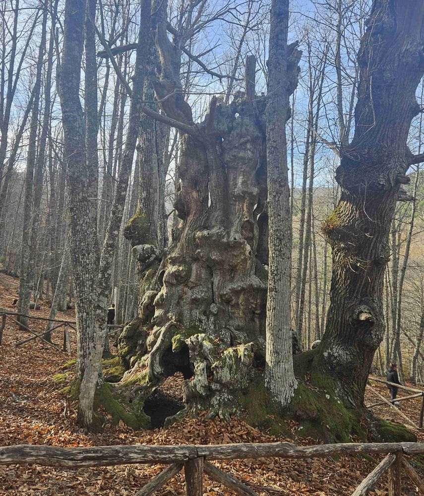 Castaño centenario, hueco, pero que sigue vivo de algún modo.
