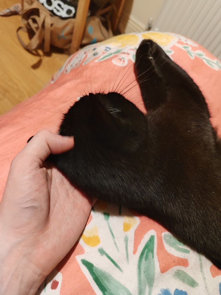 Kitty holding hand in position by lying on it and getting thumb head scritches
