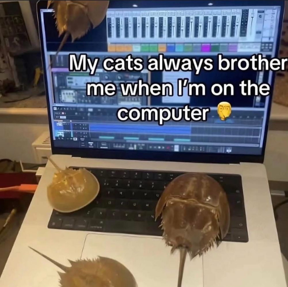 an image of four horseshoe crabs on a macbook with an audio editing program onscreen. the caption reads "My cats always brother me when I'm on the computer" facepalm emoji
