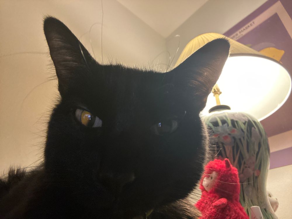 A close up of a black cat staring off center from the camera. 