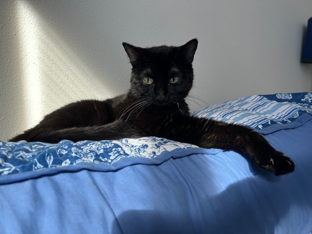 A black cat with pale green eyes lays atop a blue and white pillow, a paw outstretched. She is flexing her claws, gazing somewhere below and off to the side of the viewer. 