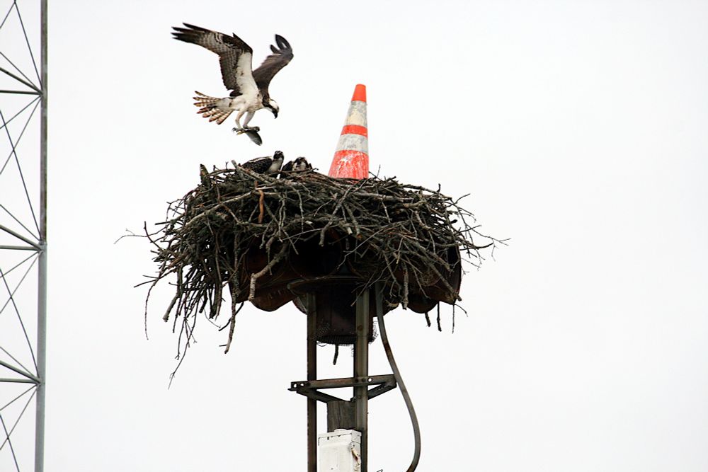 An adult osprey flies to the nest with a fish, where two chicks wait. An orange traffic cone sits in the middle of the nest. 
