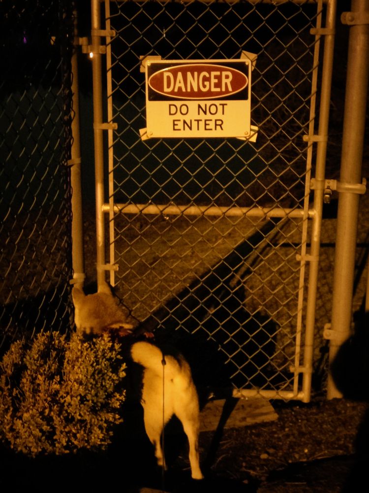 Dragon peeking through a fence with a sign that reads "danger, do not enter"