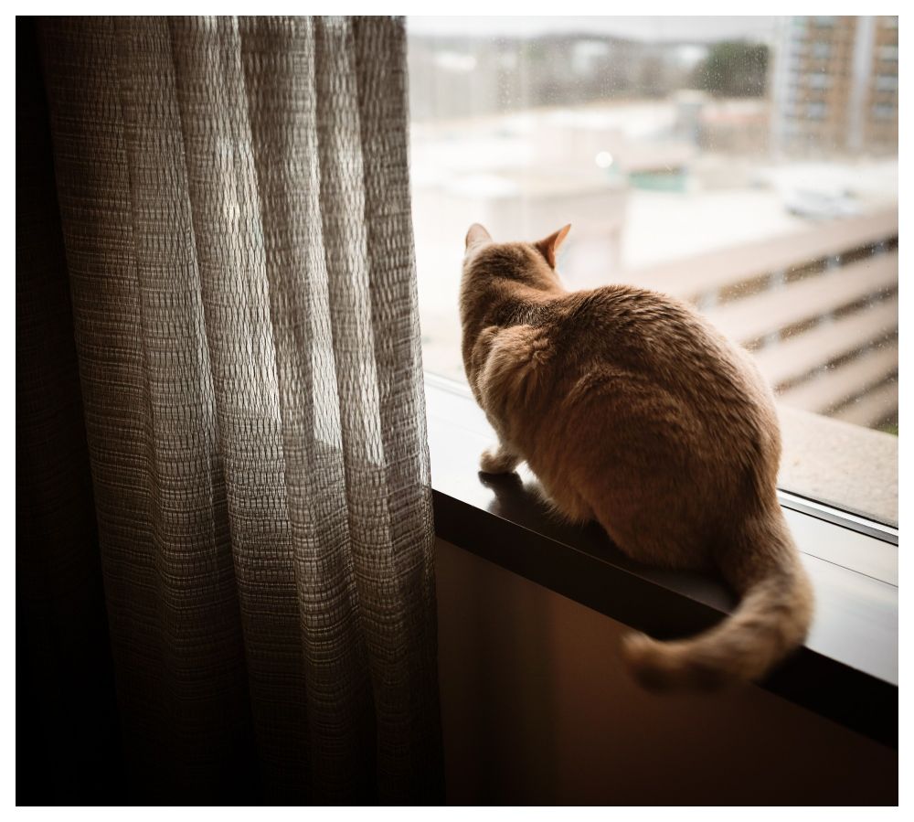 Orange cat on window