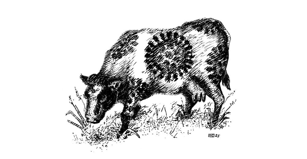 A picture of a Fresian cow whose markings resemble influenza viruses