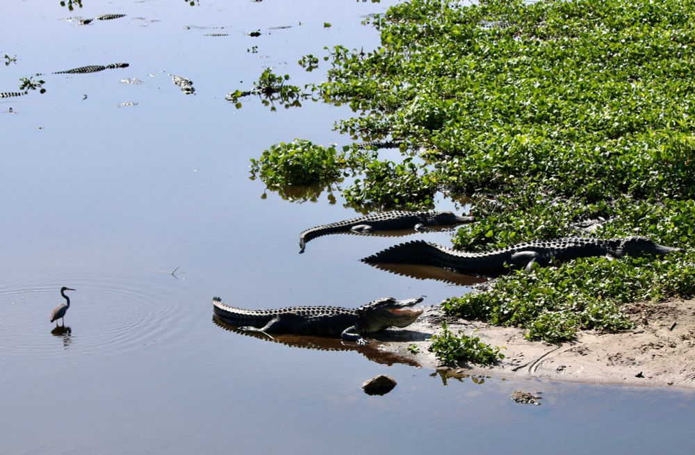 Blue heron hunting on left, several gators on the shore to the right. Gator closets to the camera has its mouth open