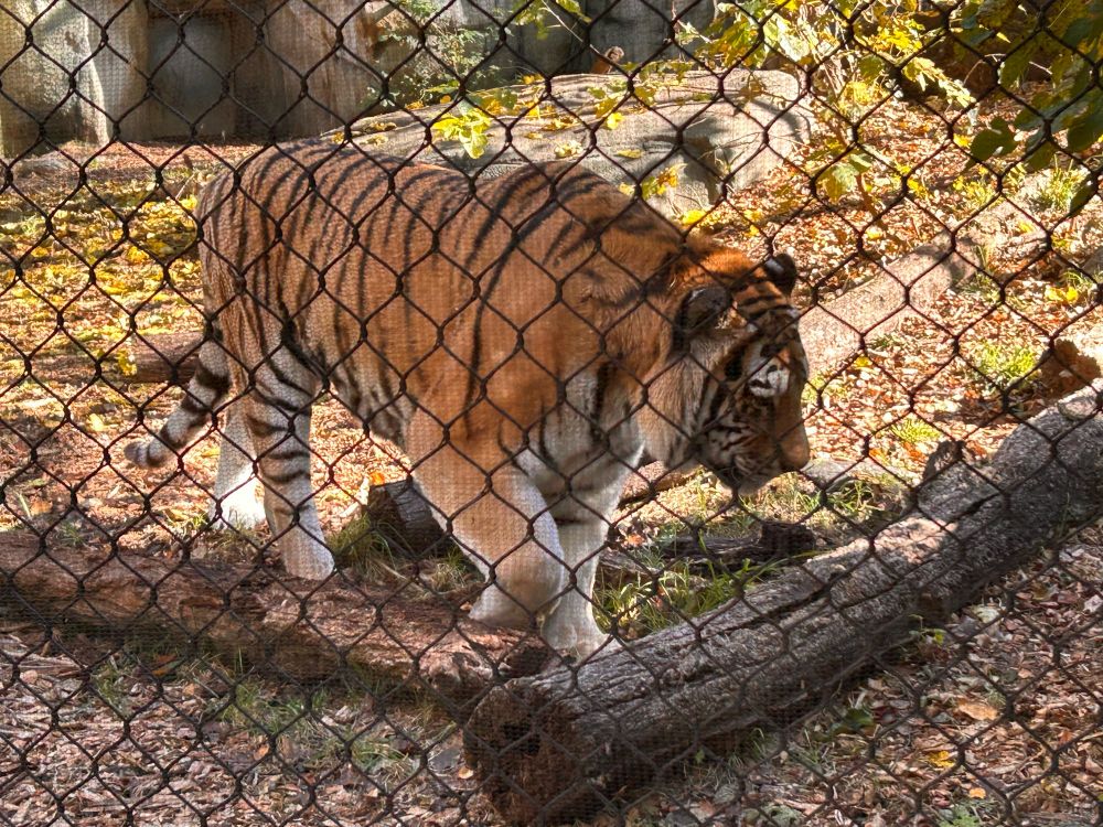 photo of a tiger in a zoo enclosure
