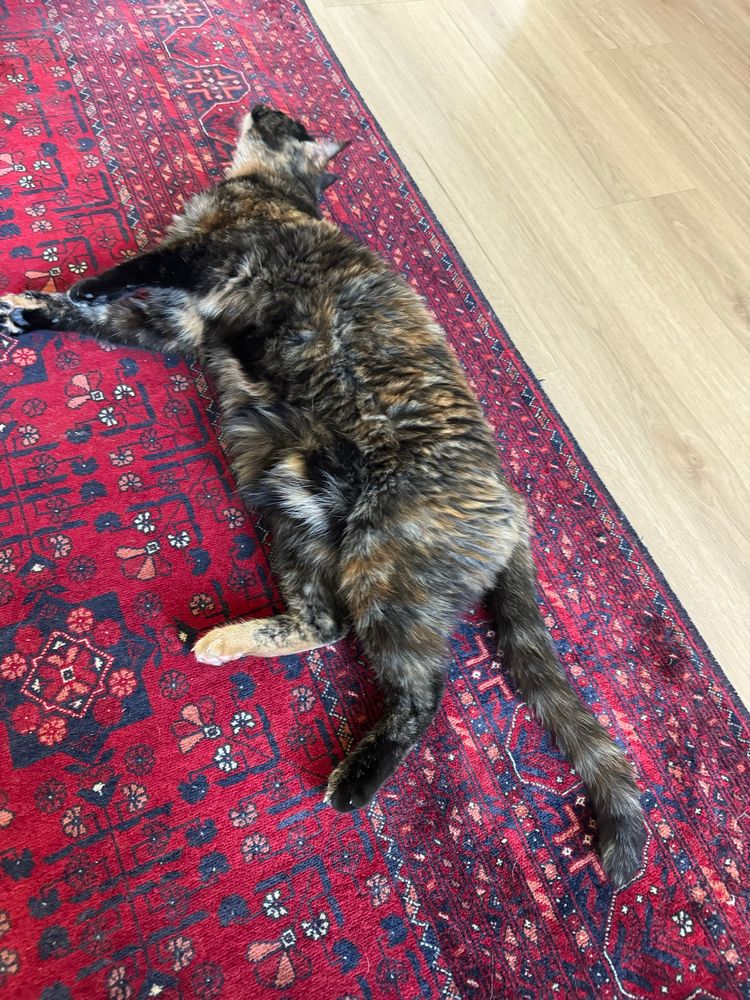 A tortie cat lying on a multi-colored red Turkish rug.