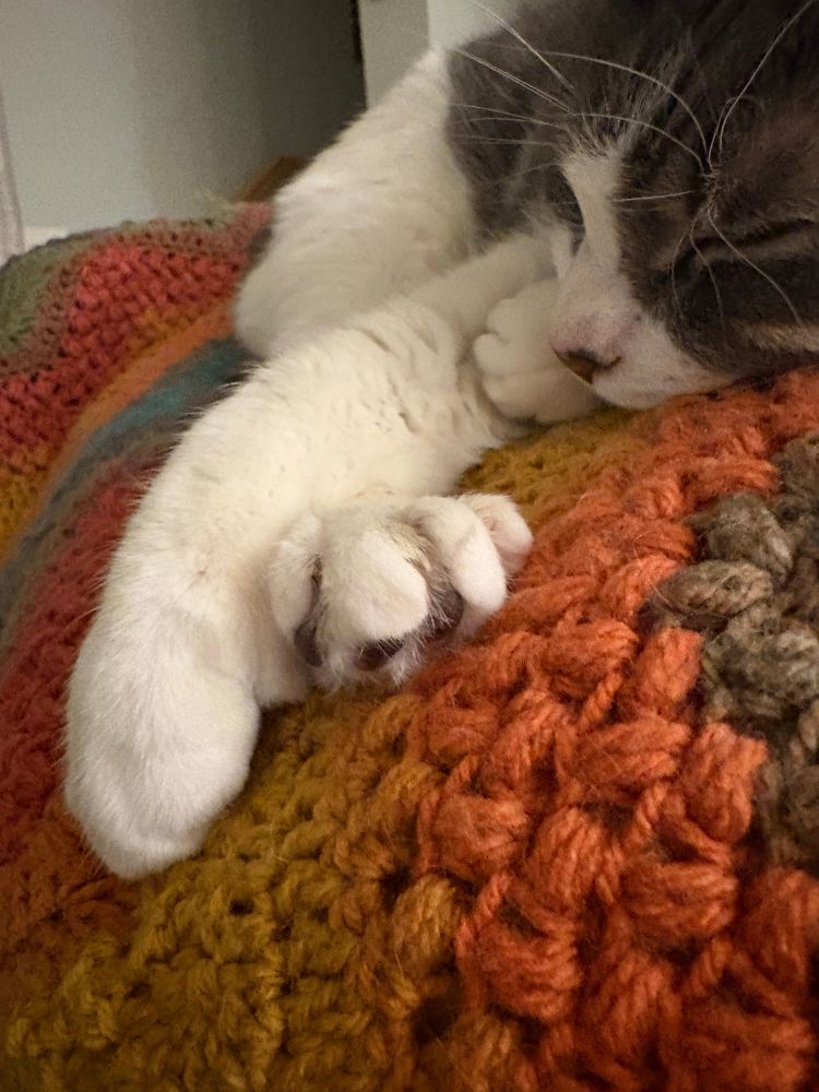 A close-up of a gray and white cat sleeping on a couch, showing his face, one white front paw, and the toes of one white back paw