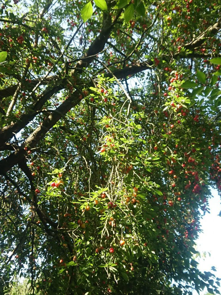 A big tree, zoomed in on branches with a large amount ofreddish little plums.