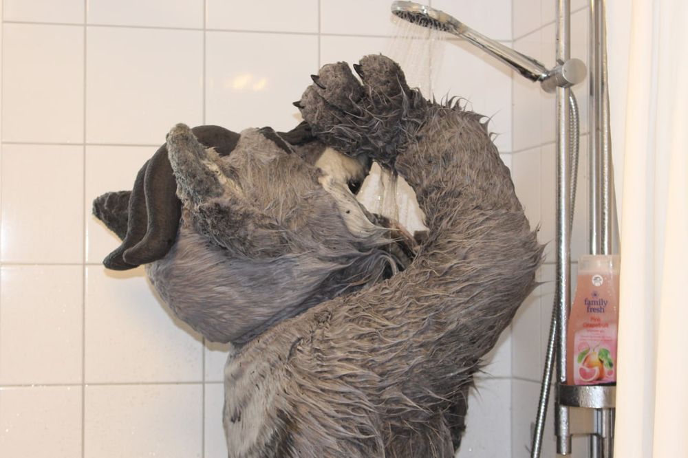 Fursuiter pouring water into his mouth from the shower.