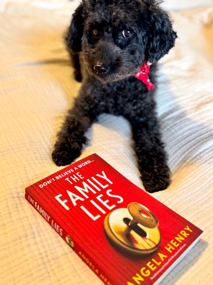 A black miniature poodle with curly fur and a red bandana sits on a bed, gazing at the camera. In front of the dog lies a vibrant red book titled The Family Lies by Angela Henry, with the tagline “Don’t believe a word…” prominently displayed. The cozy setting highlights the book and the curious pup.