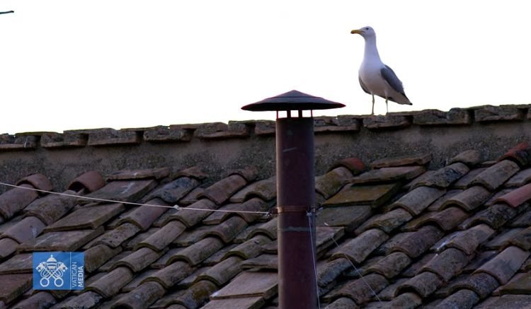 O telhado do Vaticano mostrando a chaminé em que sairá a fumaça indicando a escolha do novo papa ou não. Também na imagem há um pássaro, provavelmente uma gaivota, deixando a imagem ainda mais curiosa. A imagem se trata de um print do canal do Youtube do Vaticano.