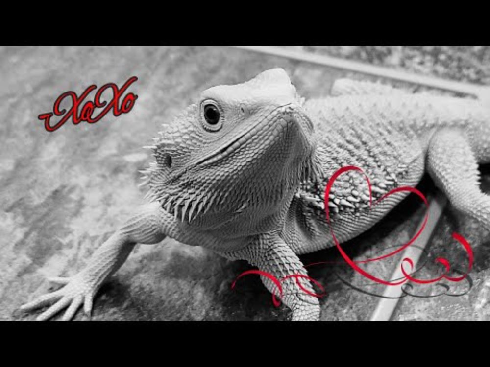 Bearded Dragon Valentine's Day plea
