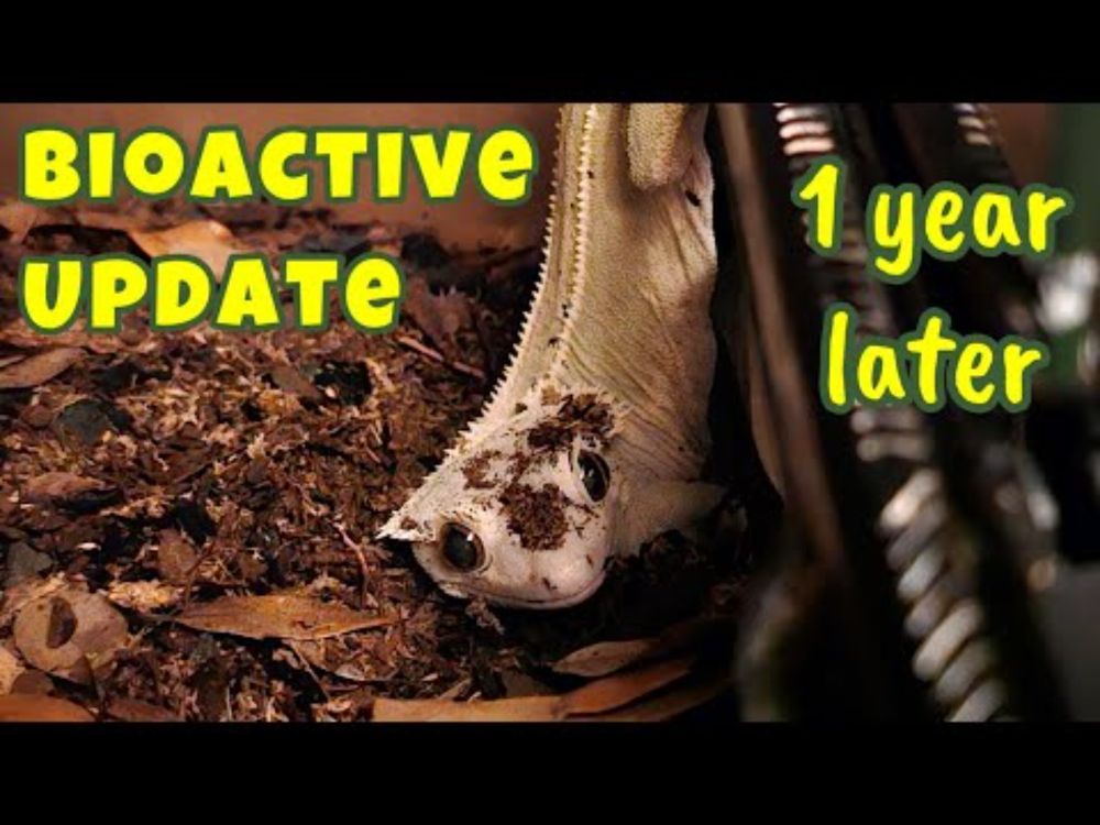 Crested Gecko Bioactive Enclosure Review: The Good, The Bad & The Dirty!