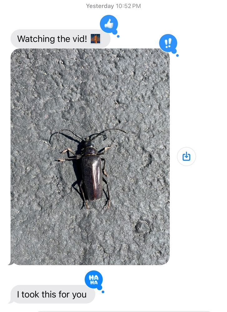 A text message shows a photo of a dark brown or black beetle worth the text “I took this for you” 