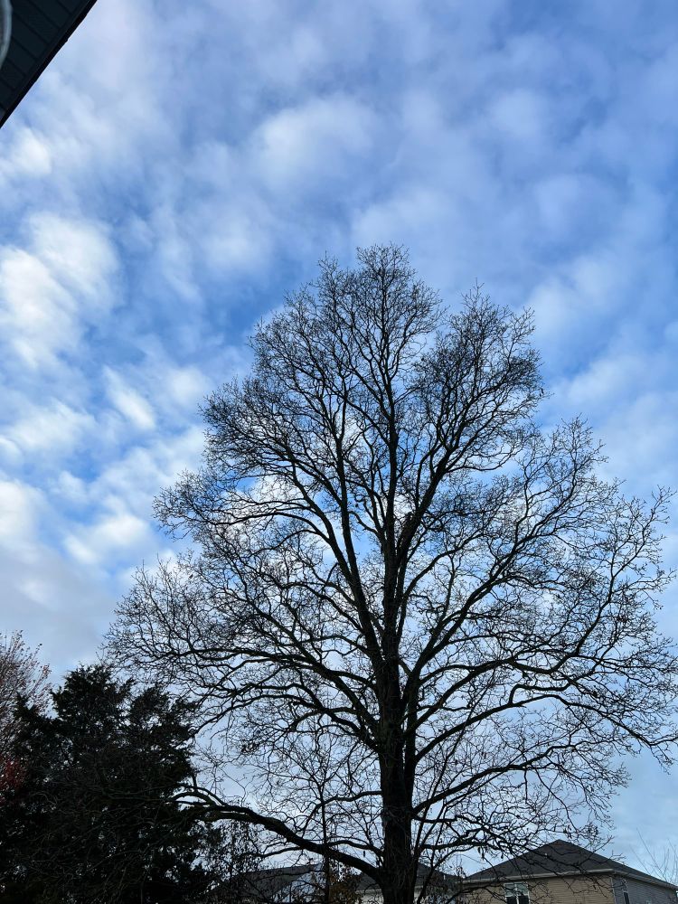 Scattered clouds with blue sky though a bare shagbark hickory tree