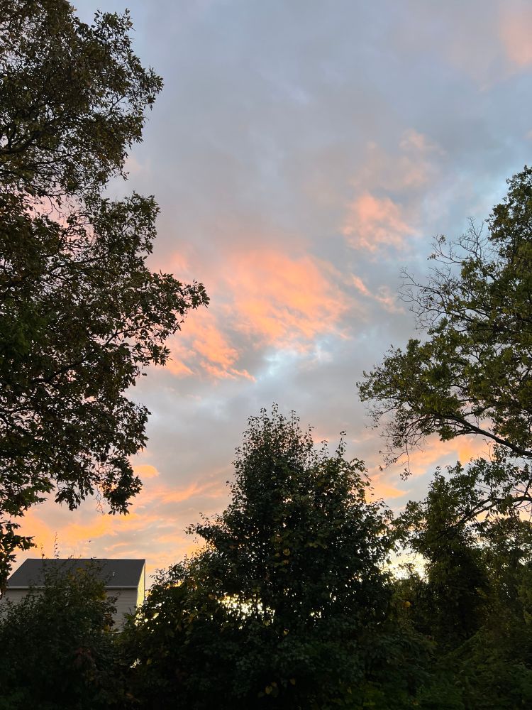 Pink and orange clouds at sunset over tree silhouettes. 