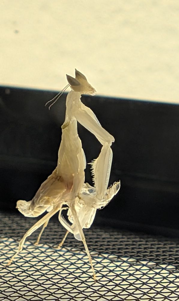 Yeah no it's just an orchid mantis, molting. 