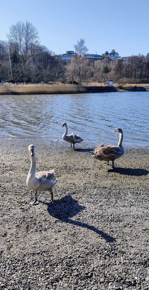 Three young swans, they're siblings two girls and one boy. They're feathers are still partially brown. They're on shore. Clear blue water, some trees and houses in the background. Blue sky, sunny day and the swans shadows are visible on the ground. 