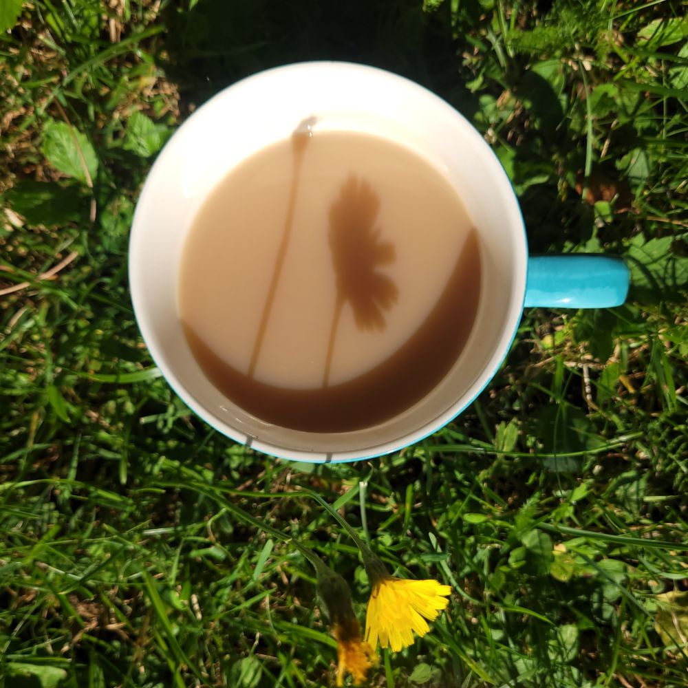 A cup with tea with milk is standing in the grass. A yellow flower in front of the cup is casting it's shadow onto the tea. 