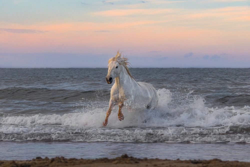 White stallion playing in the waves on beach in Camargue, south of France