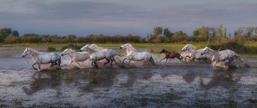 The white horses of Camargue running through the marshlands in southern France, their natural habitat. There is a young foal among them who was born in the wild with its dark brown coat that turns white as it matures