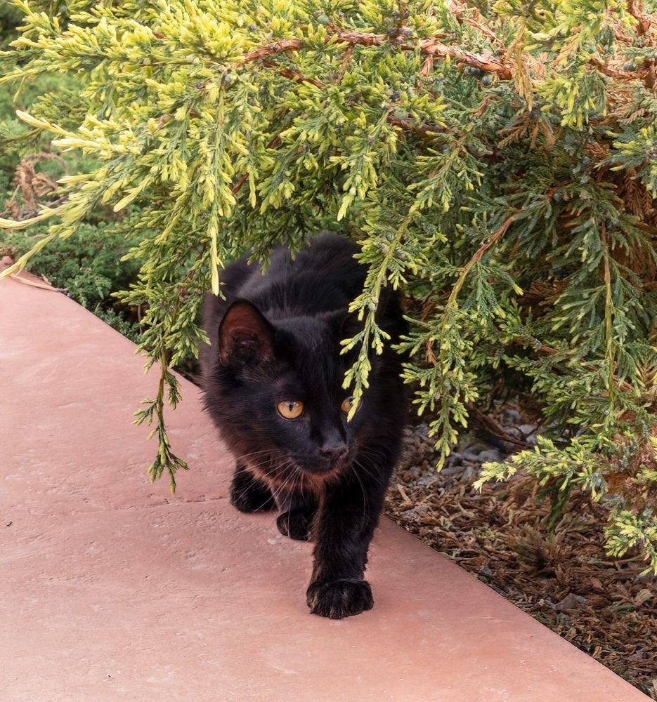 Black cat behind greenery