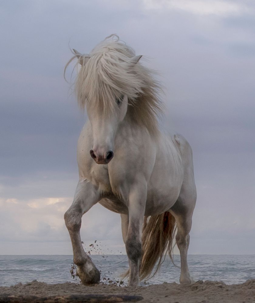 Beautiful white stallion on the beach in Camargue, south of France