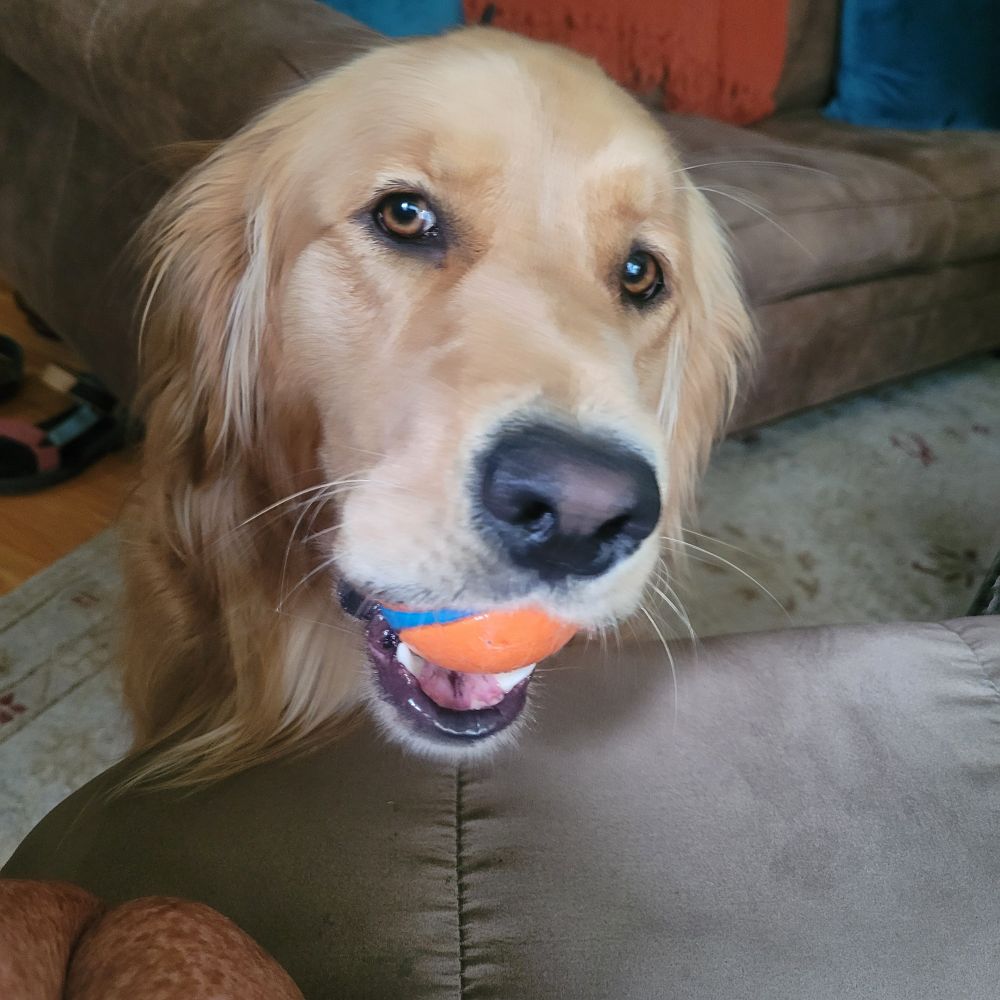 Ruby, the golden retriever, wants to play ball...again.
