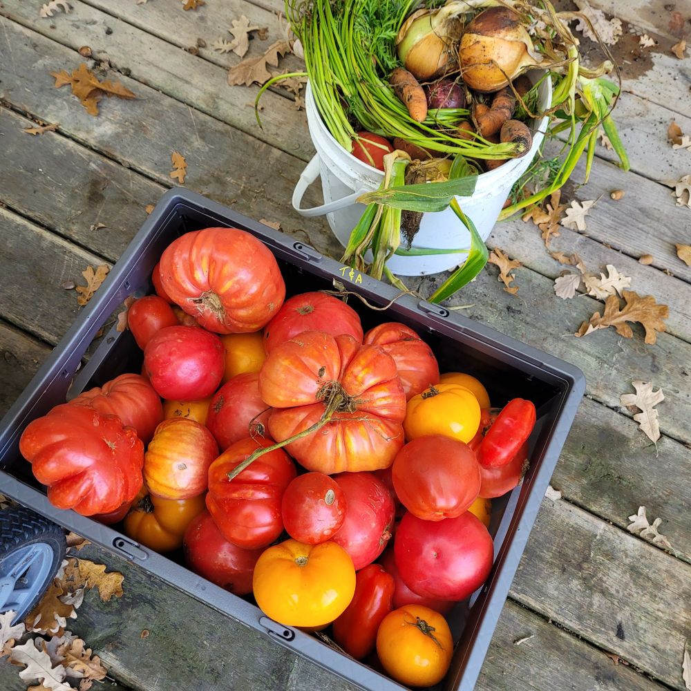 A plastic tote of tomatoes and 3 litre pail of onions, carrots and peppers 