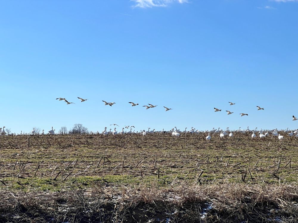 Snow geese landing in a field in the Oley Valley, Pennsylvania 