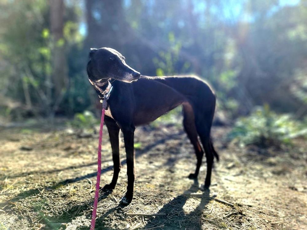 a black greyhound on a red leash standing on a sunny forest trail, her head looking over her left shoulder.