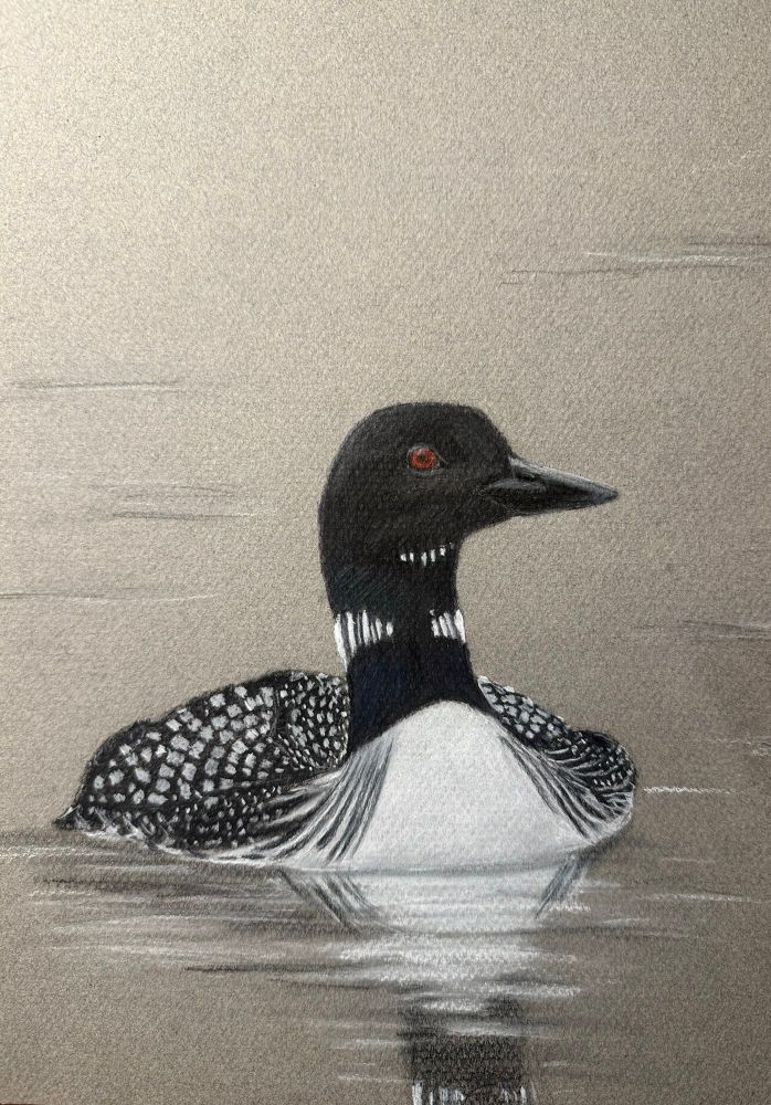 a black and white checkered waterbird drawn with black and white charcoal and colored pencils