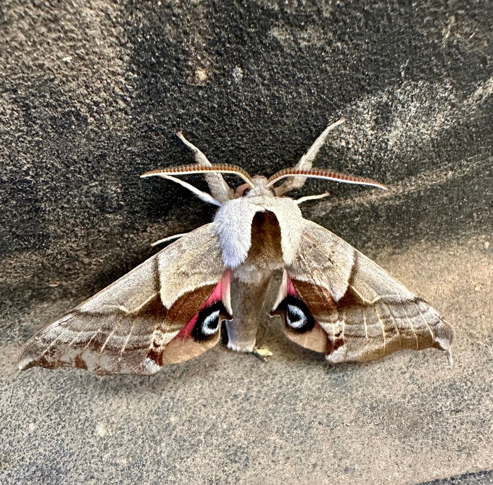 a grey and brown moth with blue black and pink eyes on its hindwing. 