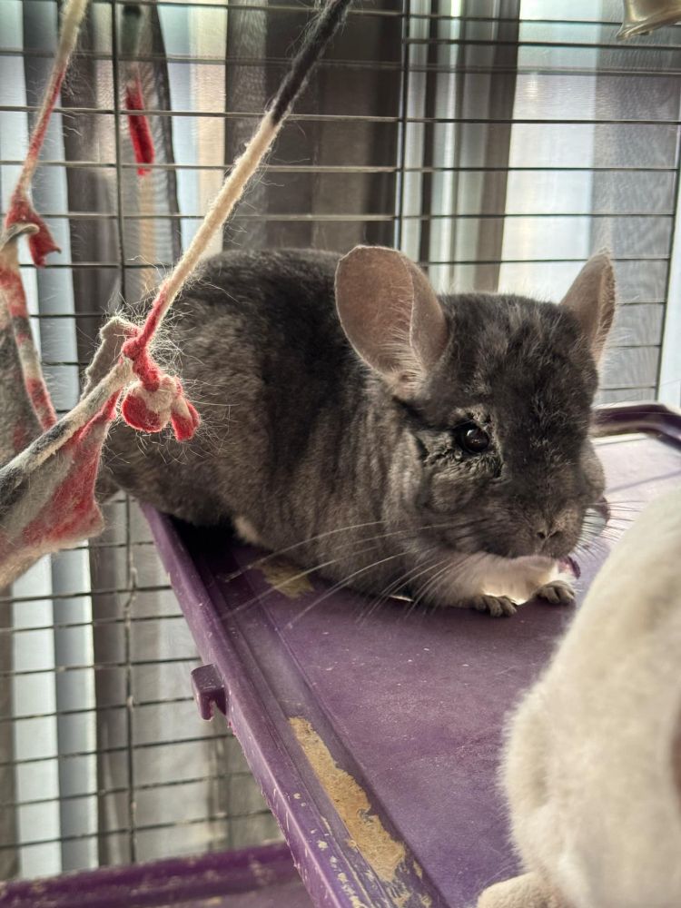 Chinchilla in his cage