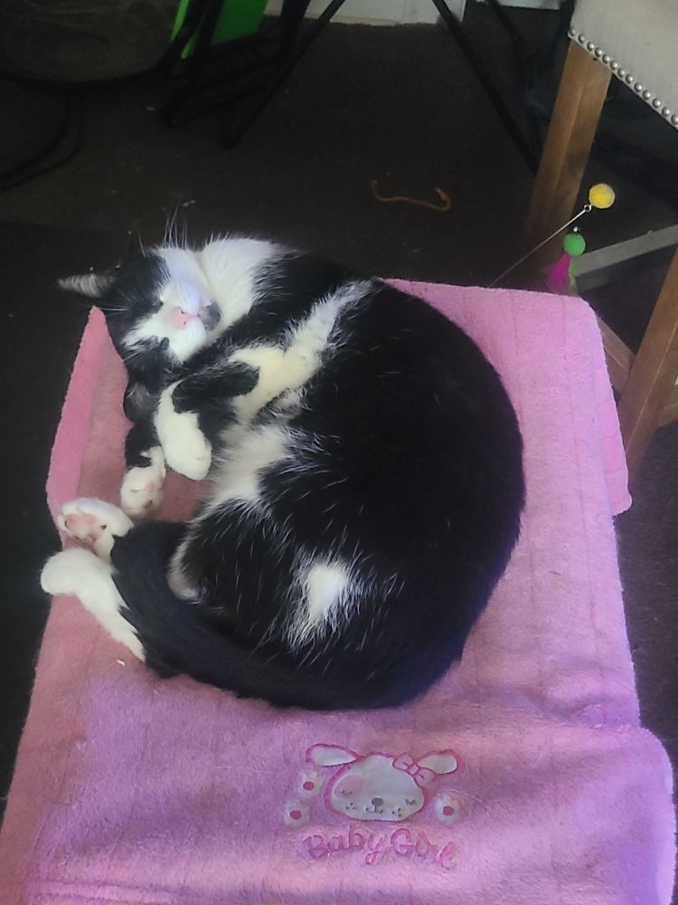 A black and white tuxedo cat curled up sleeping on a pink blanket embroidered with the words "baby girl"