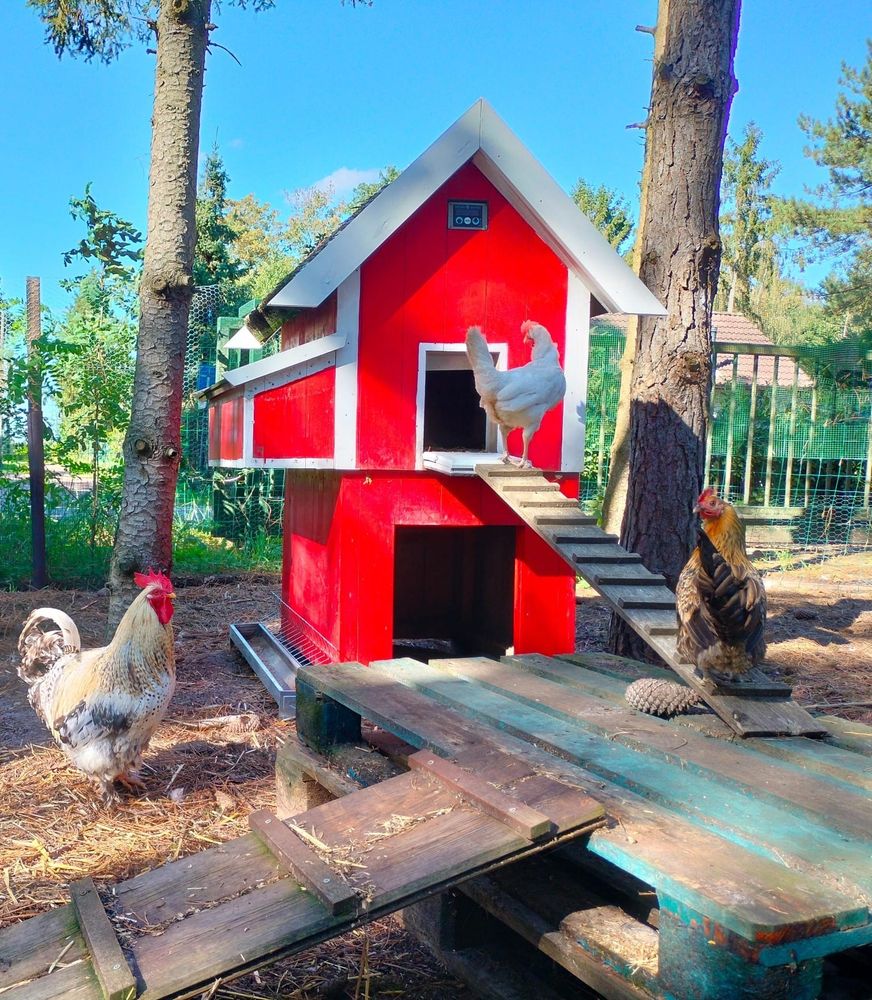 The image shows a red barn-like chicken coop with a hay deck on the roof and three chickens.