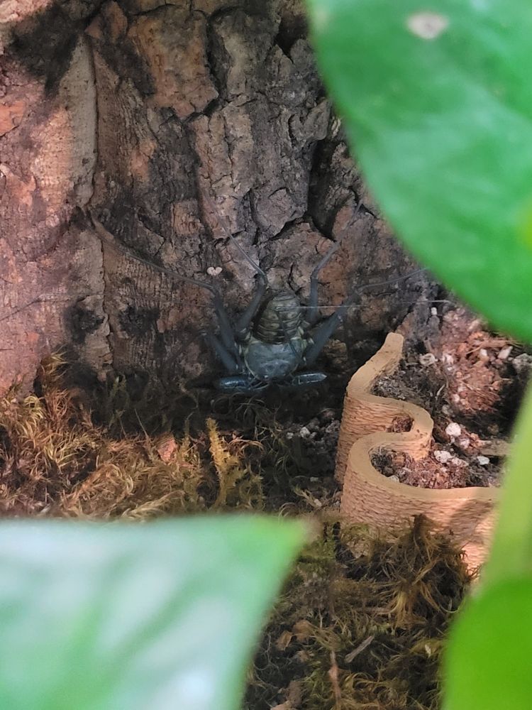 A tailless whip scorpion. Soft and white after its molt.