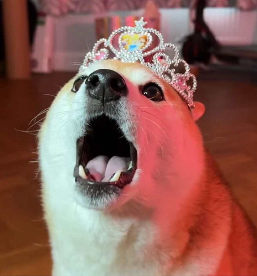 Shiba Inu dog howling whilst wearing a tiara under a red light