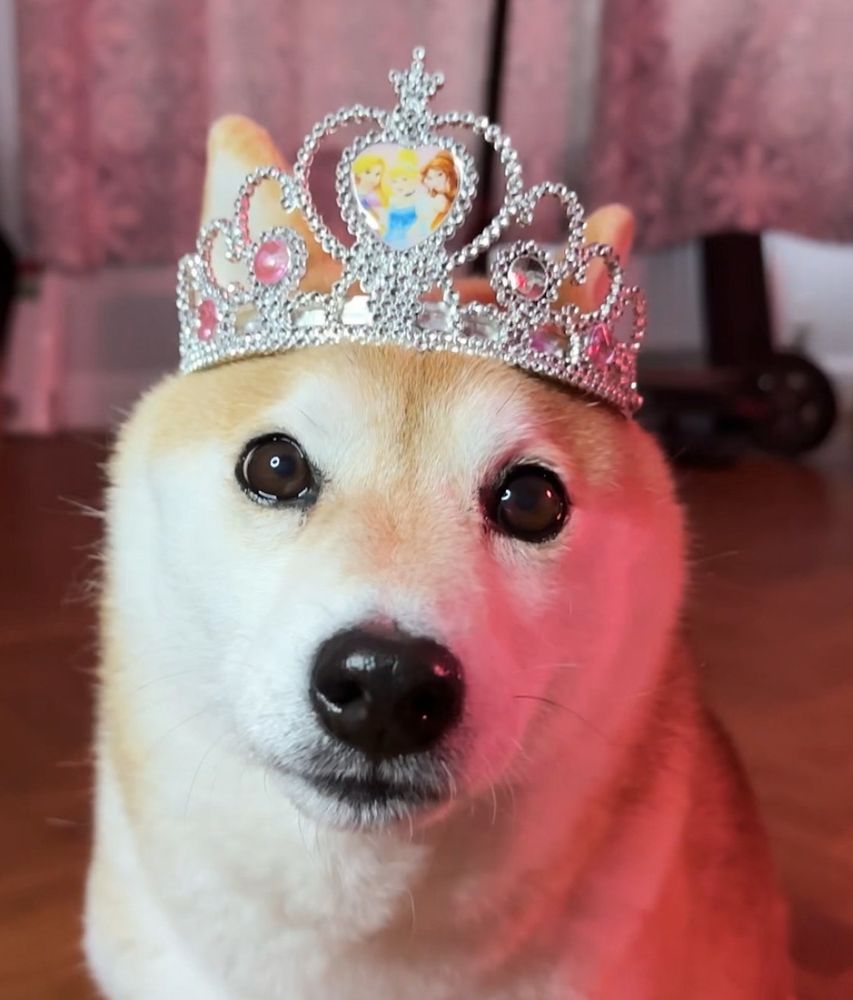 Shiba Inu wearing a princess tiara looking at the camera with beautiful deep brown eyes