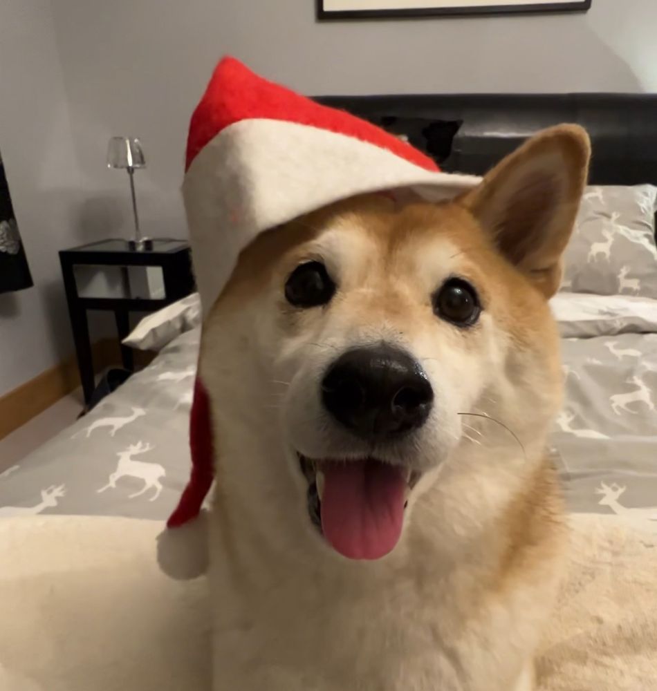 A cute Shiba Inu dog wearing a Santa Claus hat whilst sitting on a bed at Christmas time