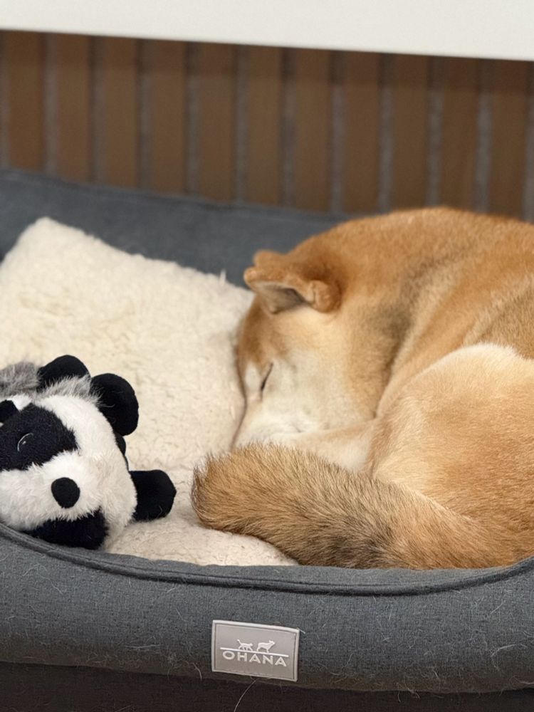 Shiba Inu curled up asleep next to a toy plush badger