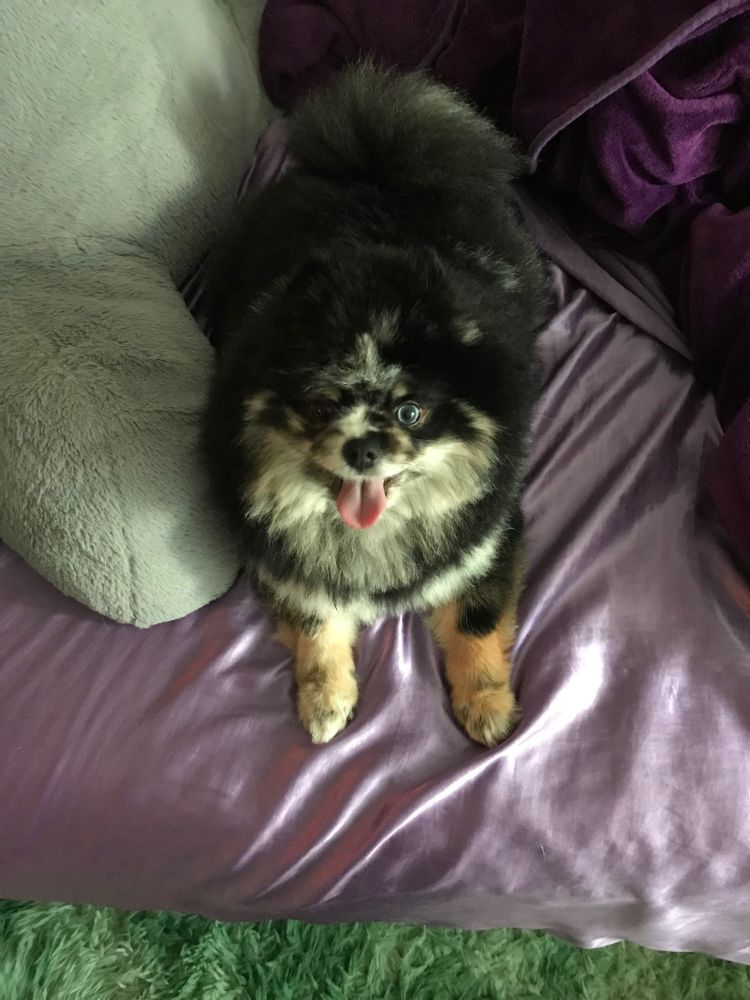 Merle Pomeranian on a lavender silk sheet on a daybed