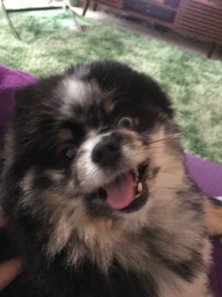 Merle Pomeranian looking excited and/or crazy 