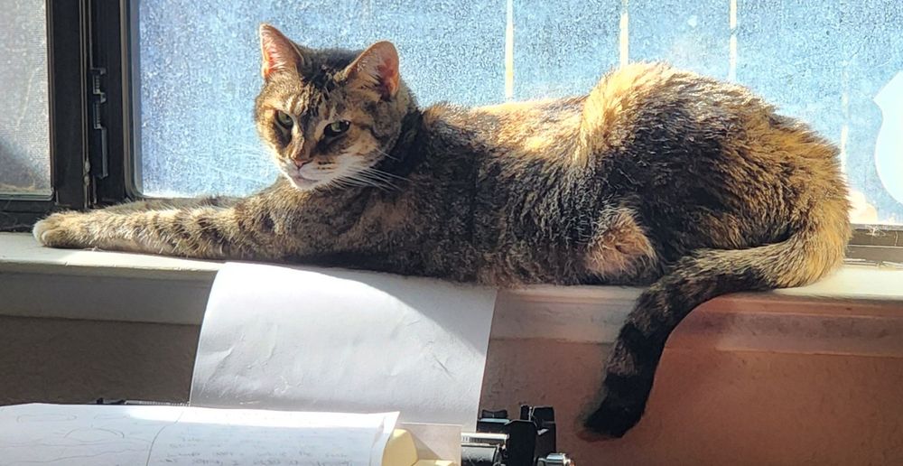 a striped cat laying on the windowsill looking at the camera