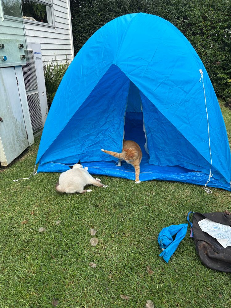 Same blue dome tent. Grey and white Birman is now starting to flee, as the large ginger cat emerges from the door, paw held high to smack. They’re friends really. 