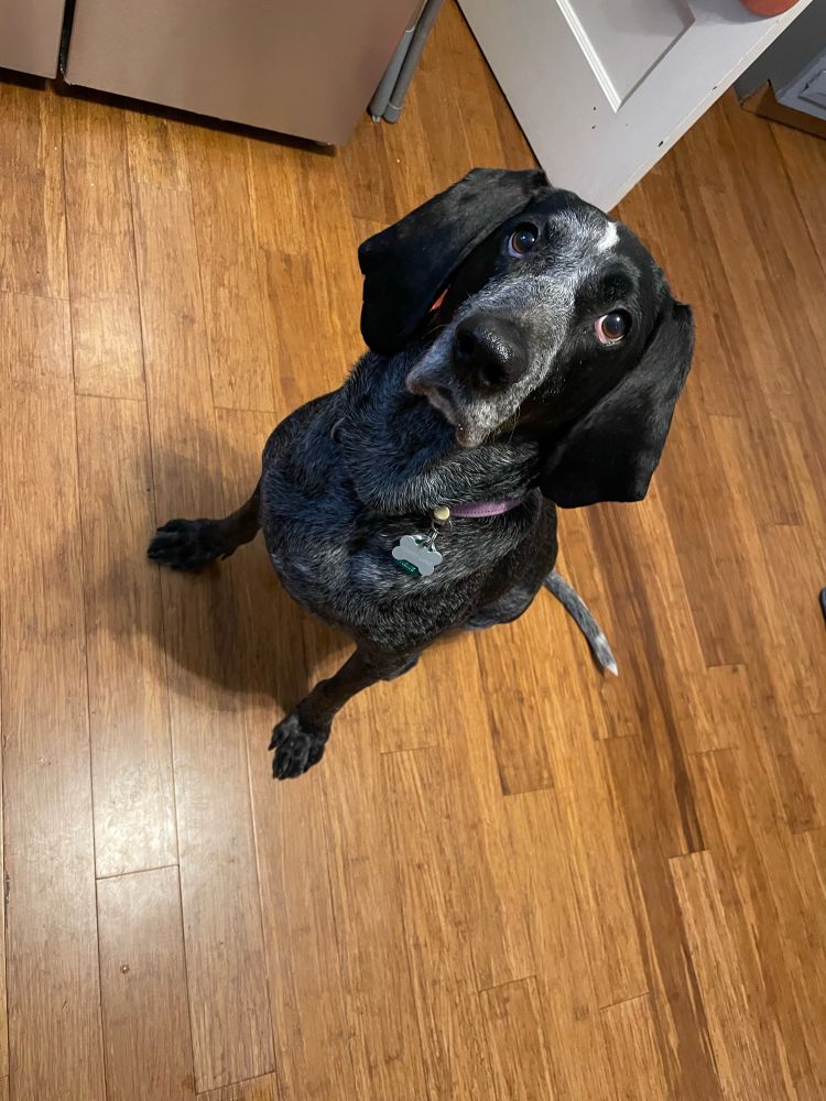 Black blue tick coonhound dog sitting on a word floor.  Her eyes look very sad because she has not gotten any scrambled eggs.